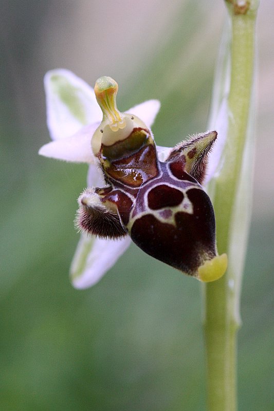 Ophrys oestrifera subsp. oestrifera.JPG
