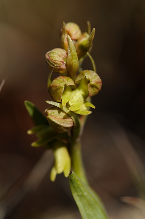 Coeglossum viride bij Myvatn
