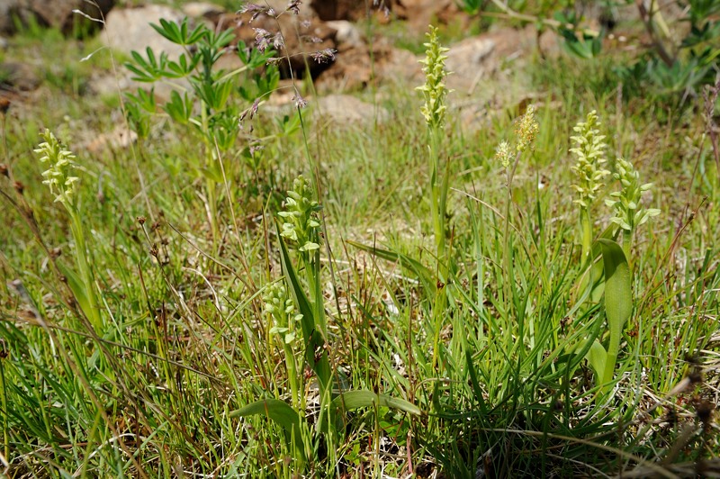Platanthera hyperborea Geisir