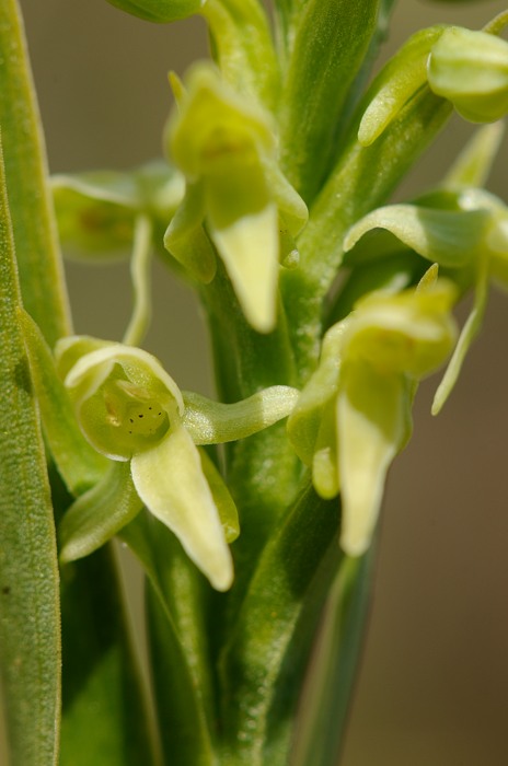 Platanthera hyperborea Geisir