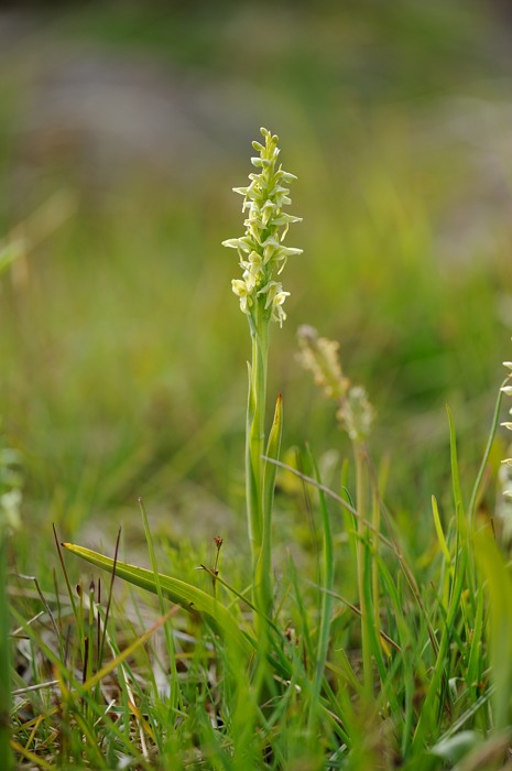 Platanthera hyperborea Geisir