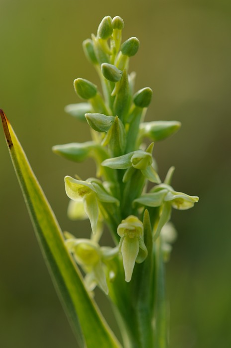 Platanthera hyperborea Geisir