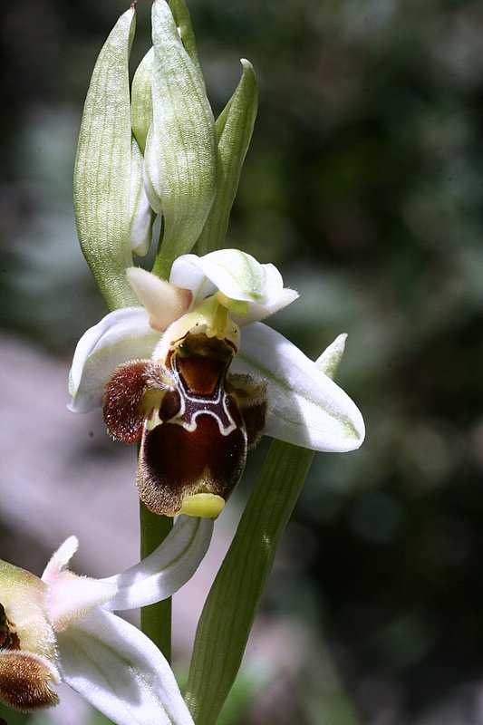 Ophrys holoserica subsp. parvimaculata.JPG