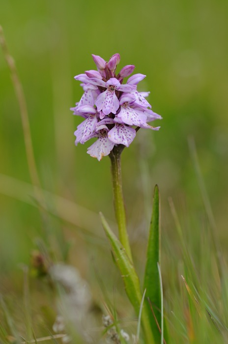 Dactolorhiza islandica Geisir