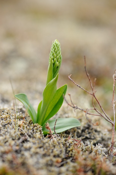 onzeker Platanthera hyperborea  Kevlavik