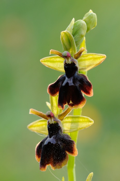 5 kruising insectifera met ?