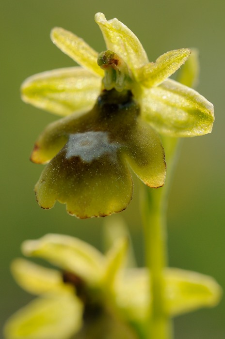 6 kruising insectifera of aymoninii met ?