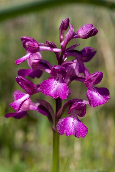 Orchis longicornu x papilionacea-005-sardinie2008.jpg