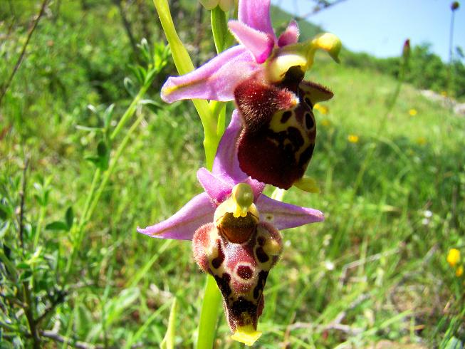 Ophrys sp. - Italie - Abruzzen - Opi - 1200 m - jun12 - 1.jpg