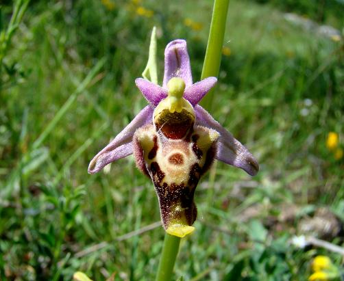 Ophrys sp. - Italie - Abruzzen - Opi - 1200 m - jun12 - 2.jpg