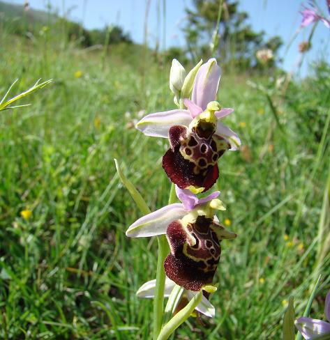 Ophrys sp. - Italie - Abruzzen - jun12 - 3.jpg