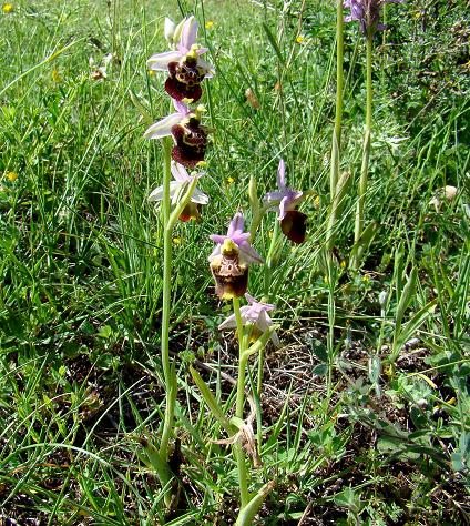 Ophrys sp. Italie Abruzzen - jun2012 - 4.jpg
