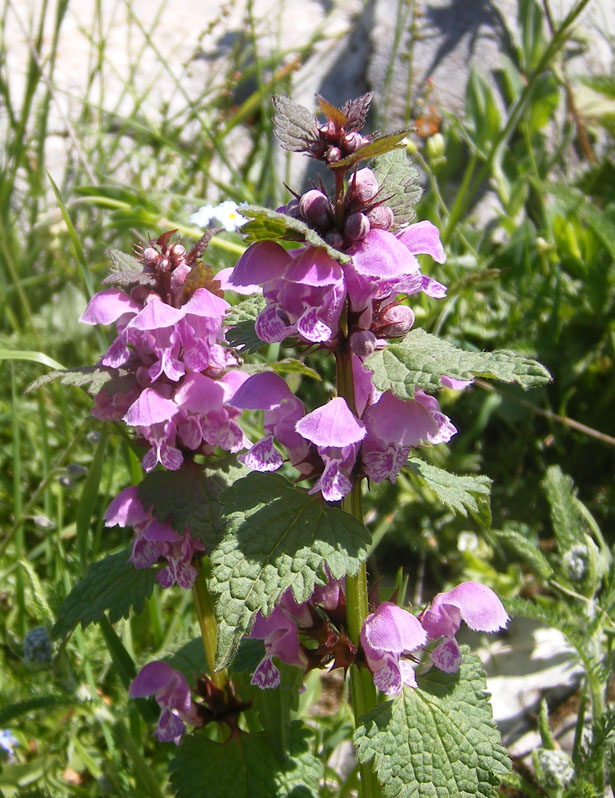 DSCF3768.JPG