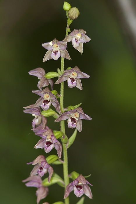 Epipactis helleborine
