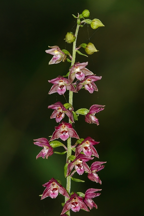 Epipactis helleborine?