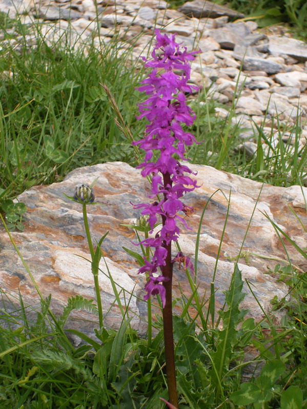 DSCF0912a.jpg