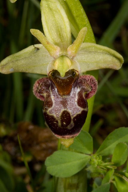 Ophrys xnouletii-050510-0143.jpg