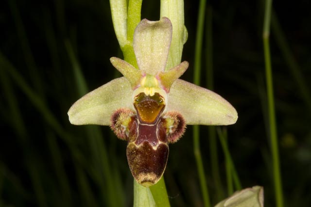 Ophrys xnouletii-050510-0153.jpg