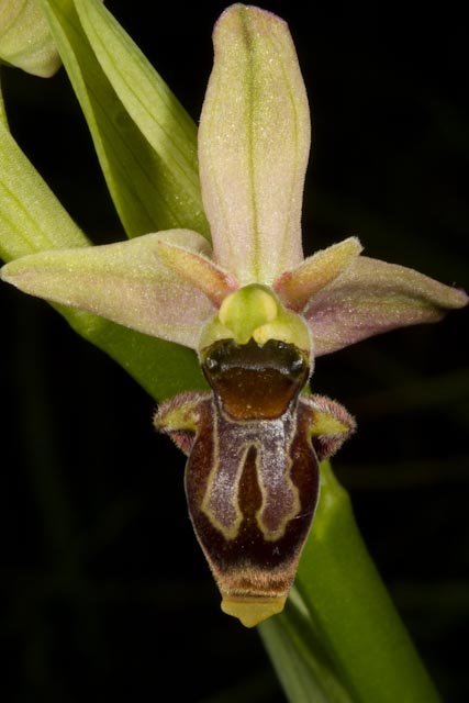 Ophrys xnouletii-050510-0180.jpg