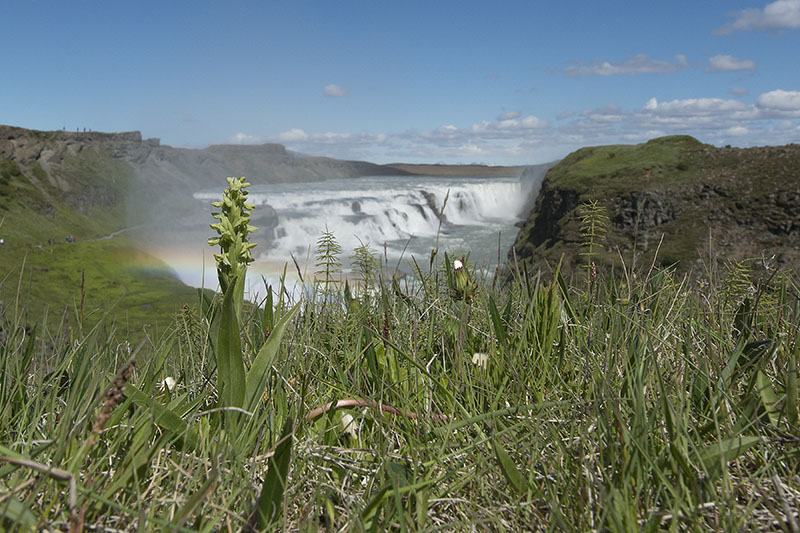 Platanthera hyperborea<br />30-06-2012<br />Gulfoss
