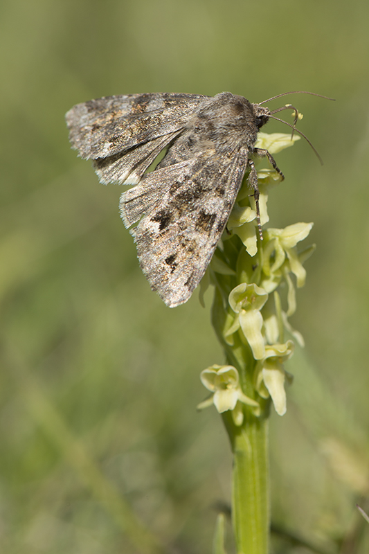 Platanthera hyperborea met bestuiver<br />30-06-2012<br />Gulfoss