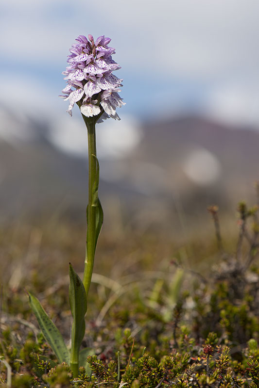 Dactylorhiza maculata/ericetorum<br />1-7-2012<br />Snaefellsness