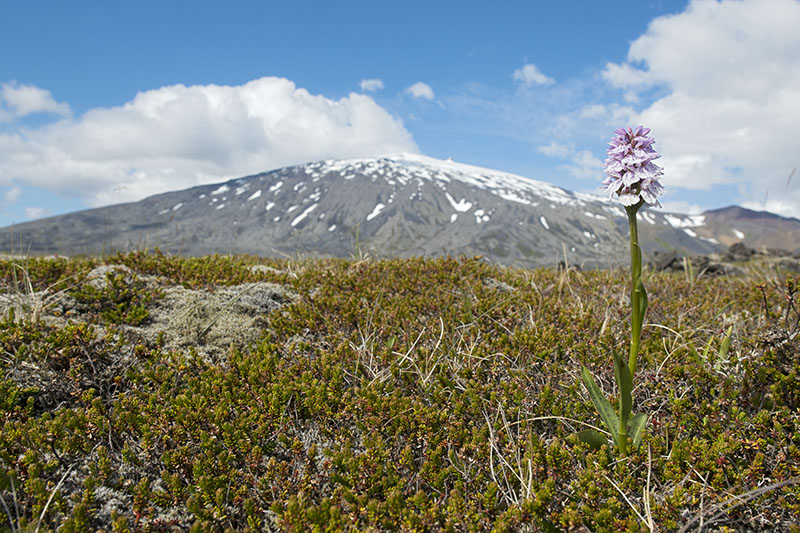 Dactylorhiza maculata/ericetorum<br />1-7-2012<br />Snaefellsness