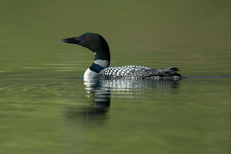 IJsduiker