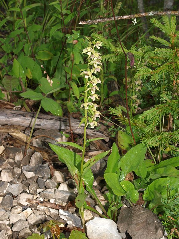 E. helleborine var. orbicularis Evital 07-07-09 (7).jpg