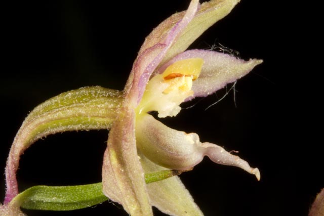 polliniën brokkelig