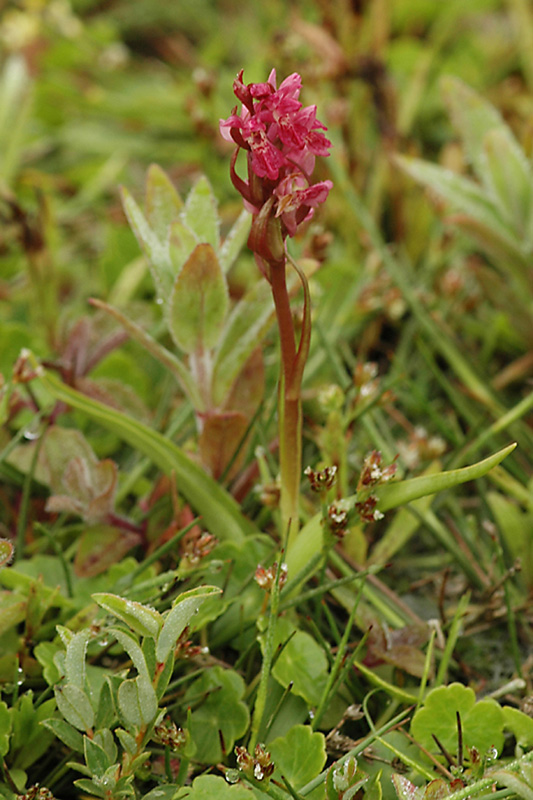 D. inc. ssp. cocc.(1)-kl.jpg