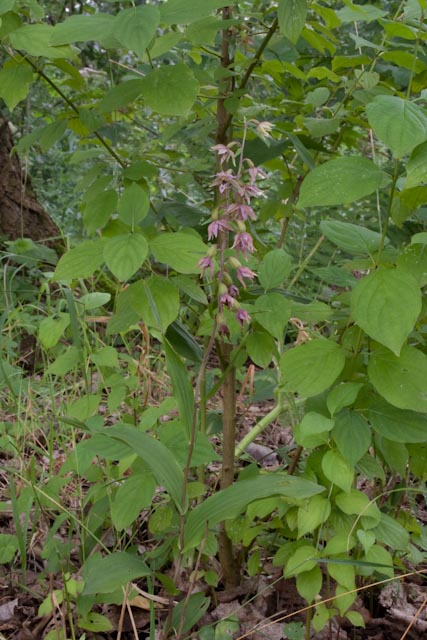 habitus van de plant