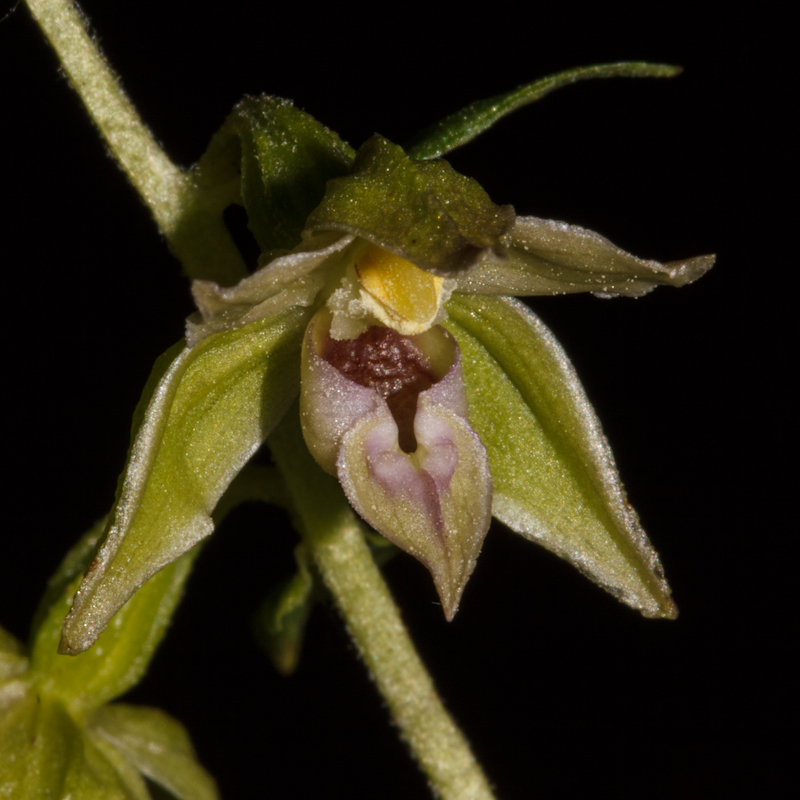 Epipactis leptochila - D12_1406.jpg