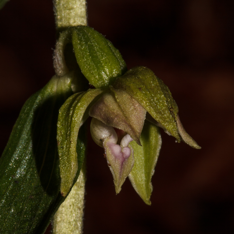 Epipactis leptochila - D12_1457.jpg