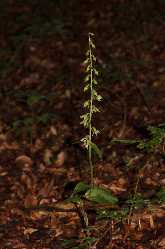 Epipactis leptochila - D12_1433.jpg