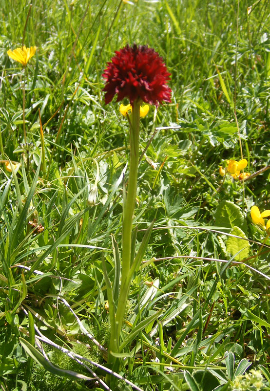 DSCF3773a.jpg