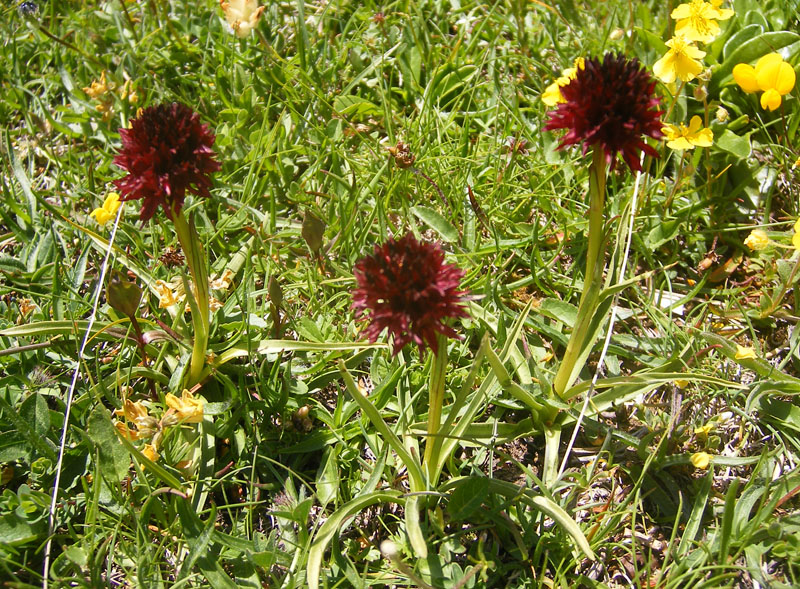 DSCF3787a.jpg