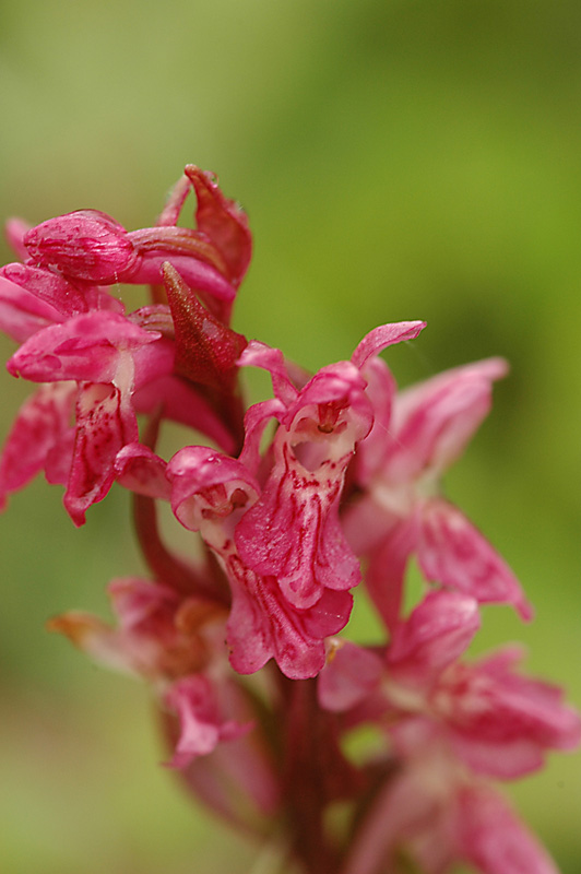 D. inc. ssp. cocc (2)-kl.jpg