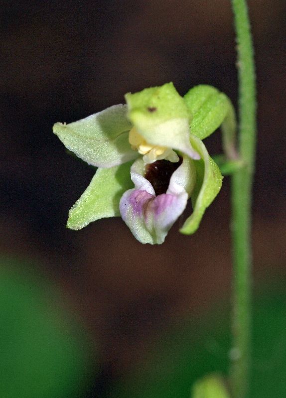 E. helleborine Oude Diep Grittenberg Hoogeveen 29-07-12 (7).jpg