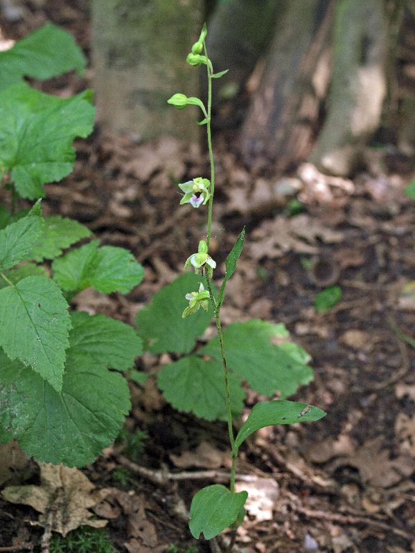 E. helleborine Oude Diep Grittenberg Hoogeveen 29-07-12 (10).jpg