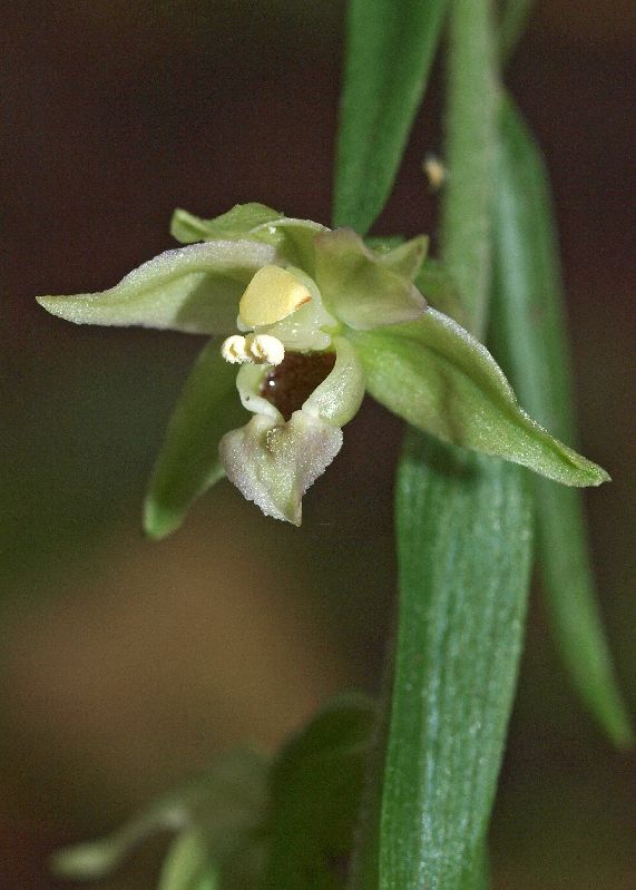 E. helleborine Oude Diep Grittenberg Hoogeveen 29-07-12 (30).jpg