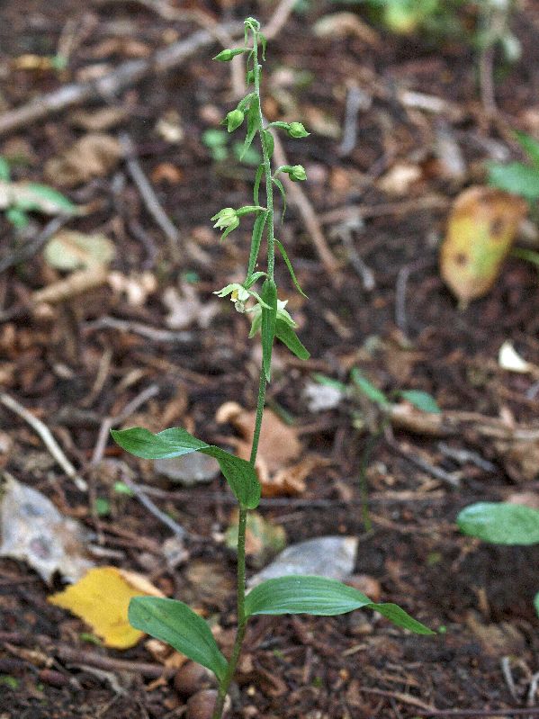E. helleborine Oude Diep Grittenberg Hoogeveen 29-07-12 (24).jpg