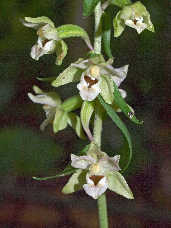E. helleborine Oude Diep Grittenberg Hoogeveen 29-07-12 (15).jpg
