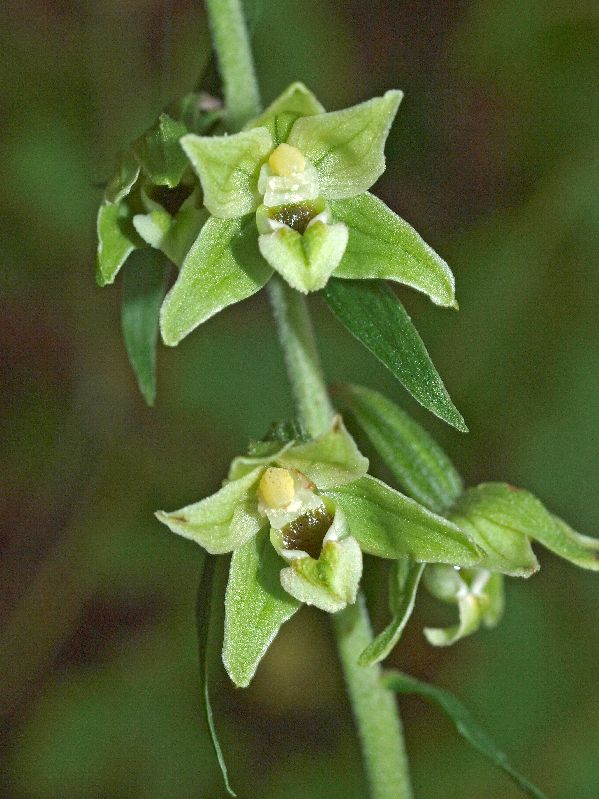 E. helleborine Oude Diep Grittenberg Hoogeveen 29-07-12 (34).jpg