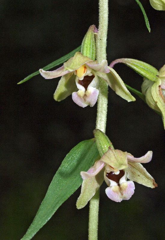 E. helleborine Oude Diep Grittenberg Hoogeveen 29-07-12 (38).jpg