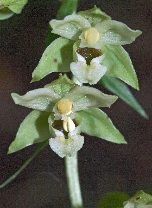 E. helleborine Oude Diep Grittenberg Hoogeveen 29-07-12 (40).jpg