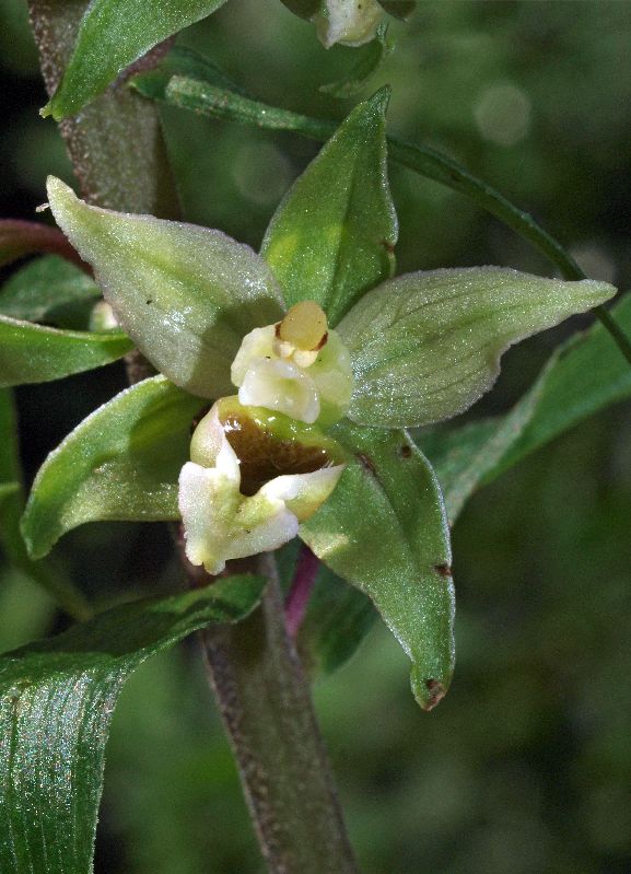 E. helleborine Oude Diep Grittenberg Hoogeveen 29-07-12 (47).jpg