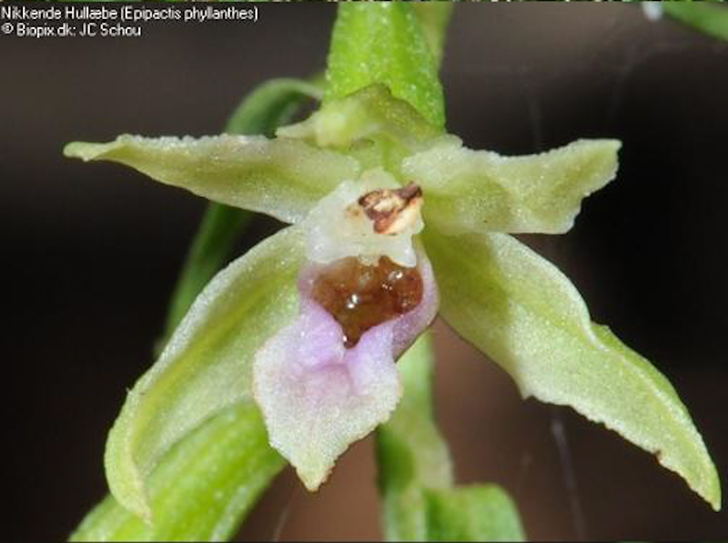 Epipactis phyllanthes - groene wespenorchis.jpg