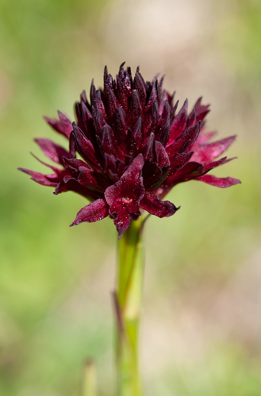 Gymnadenia austriaca var. gallica
