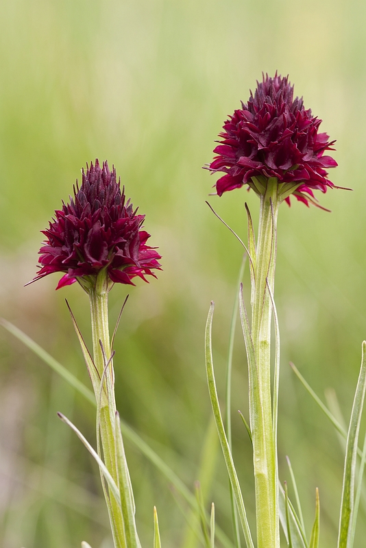 Gymnadenia austriaca var. gallica